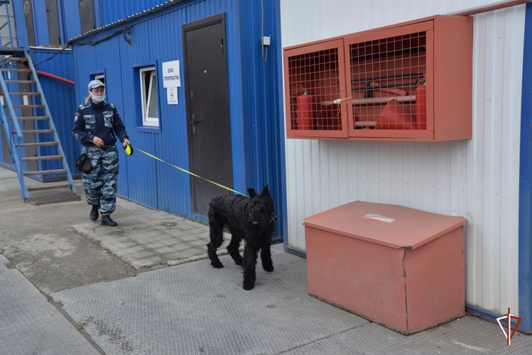 Кинологи Росгвардии провели совместные занятия с коллегами из полиции в рамках подготовки к обеспечению безопасности Универсиады - 2023