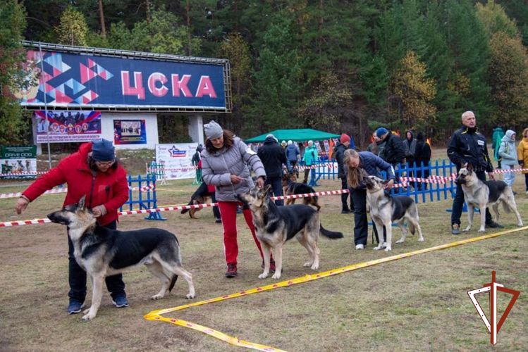 Всероссийская выставка собак памяти погибшего кинолога Росгвардии прошла на Среднем Урале (видео)