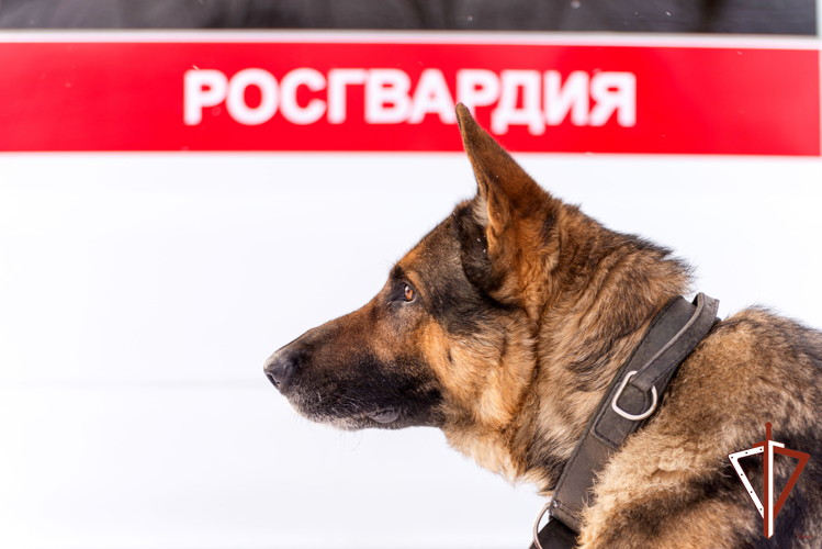 В Екатеринбурге при содействии Росгвардии обеспечена охрана порядка на матче Континентальной хоккейной лиги 